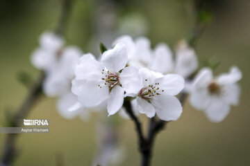 Flores de primavera en Teherán