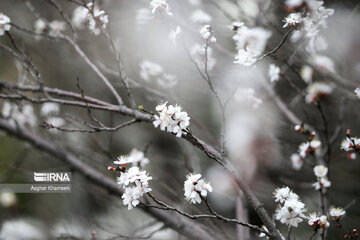 Flores de primavera en Teherán