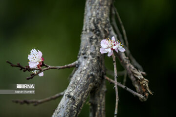 Flores de primavera en Teherán