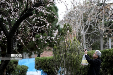 Flores de primavera en Teherán