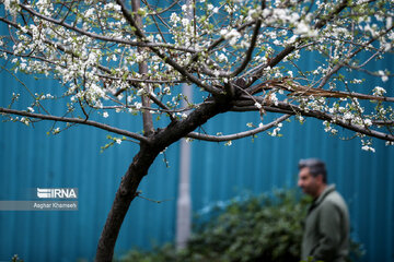 Flores de primavera en Teherán