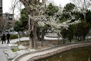 Flores de primavera en Teherán