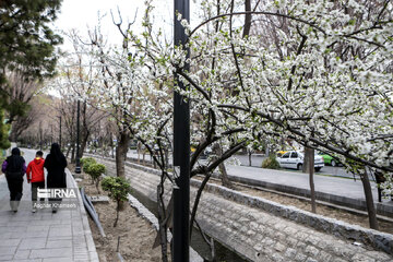 Flores de primavera en Teherán