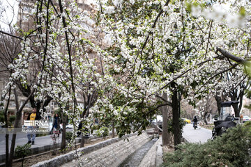 Flores de primavera en Teherán