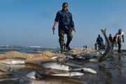 سخاوت بی پایان خزر؛ صید ماهی استخوانی در مازندران به ۲ هزار و ۹۰۰ تُن رسید