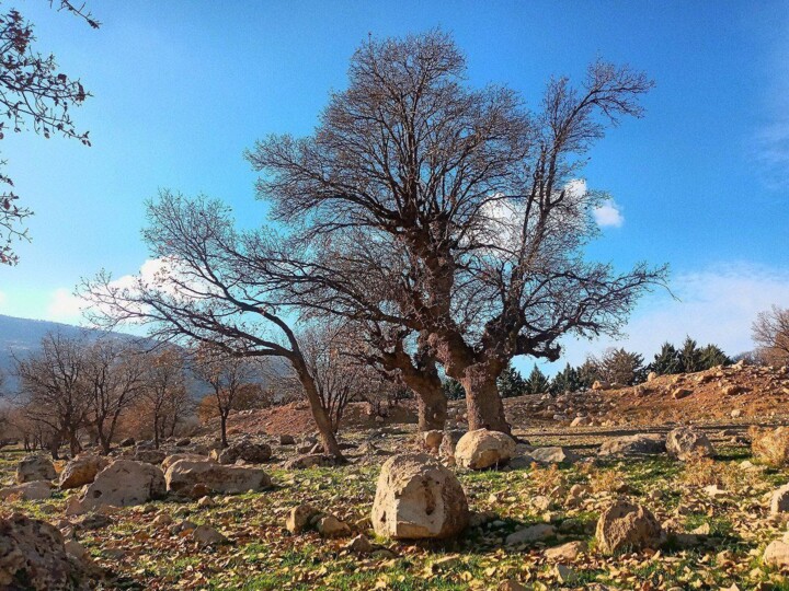 ظرافت زمستان و زیبایی بهار