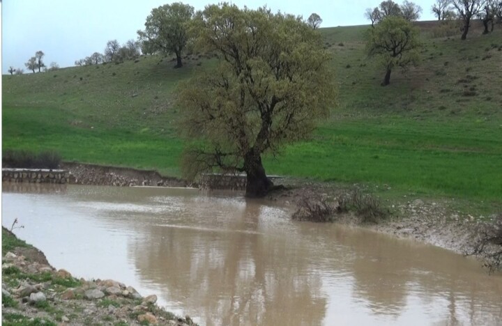 دلربایی "عروس زاگرس" پس از بارش های باران