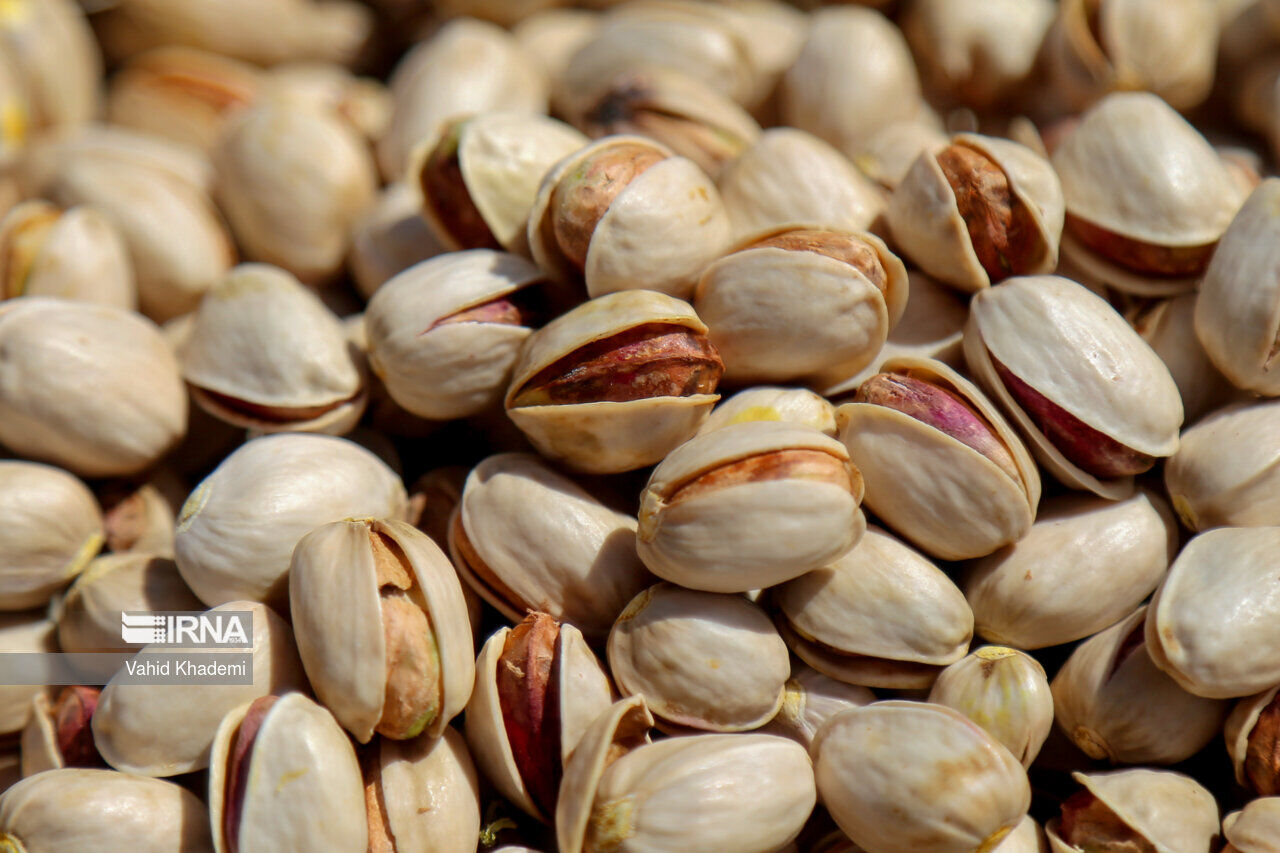 إيران تحتل المرتبة الأولى عالميا من حيث المساحة المزروعة بالفستق إيران تحتل المرتبة الأولى عالميا من حيث المساحة المزروعة بالفستق