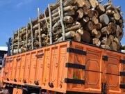 ۲۲ تن چوب جنگلی قاچاق در غرب گیلان کشف شد