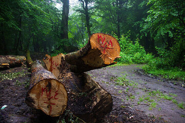 ورود دادستان مازندران به قطع چهار هزار درخت در جنگل‌های هیرکانی