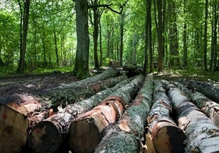 ورود دادستان مازندران به قطع چهار هزار درخت در جنگل‌های هیرکانی