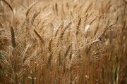 باکیفیت ترین گندم کشور در خوزستان تولید می‌شود