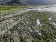حوادث طبیعی ۳۱۰ میلیارد ریال به کشاورزان خوشاب خراسان رضوی خسارت زد