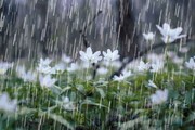 پیش‌بینی بارش رگبار پراکنده باران و رعد و برق برای استان یزد