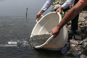 حرکت گام به گام شیلات مازندران برای بهبود تکثیرطبیعی ماهیان خزری