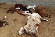 جزییات فوت چوپان و ۱۲۰ گوسفند در کانتینر یک تریلی در تیران اصفهان + فیلم