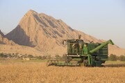 میانگین تولید گندم در خراسان جنوبی افزایش یافت