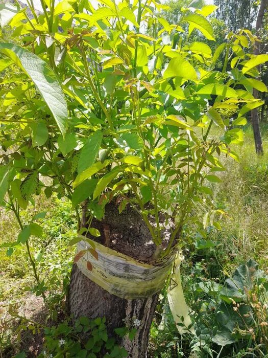 طرح سرشاخه‌کاری در ۵۰ هکتار از باغات گردوی خلخال اجرا می‌شود