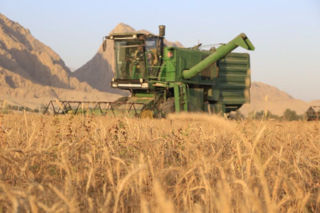 بیش از ۵۰ هزار تن گندم از اراضی استان بوشهر برداشت شد