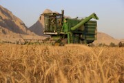تنش گرمایی و شوری مهمترین موانع افزایش عملکرد گندم در جنوب کرمان است