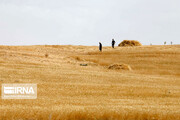 تولید محصولات کشاورزی در کردستان  به چهار میلیون تن افزایش می‌یابد