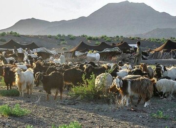 کوچ بهاره  عشایر سیستان امسال زودتر آغاز شد