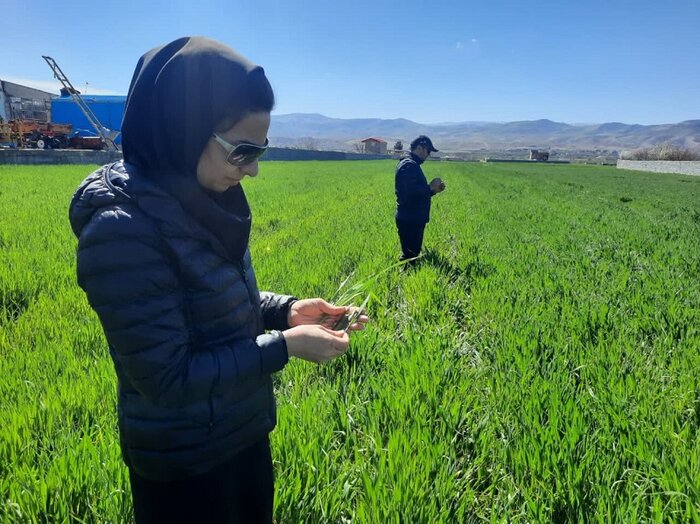 سِنزدایی در ۱۷ هزار هکتار از مزارع غلات در سمنان