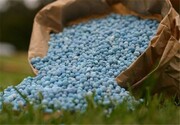 حدود هفت هزار تن کود شیمیایی بین کشاورزان شیروان توزیع شد