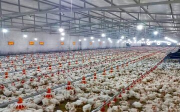 ۴۱ هزار تن گوشت مرغ در سیستان‌وبلوچستان تولید شد