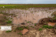 حوادث طبیعی ۲ هزار و ۴۲۰ میلیارد ریال به کشاورزان شیروان خسارت زد