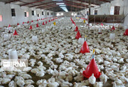 تولید گوشت مرغ در لرستان به ۹۳ هزار تن افزایش می یابد