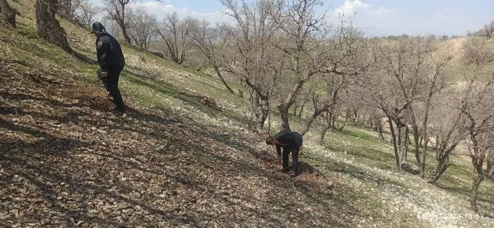 ماجرای قطع ۴۰۰ اصله درخت ثمری درگنجه ای بویراحمد