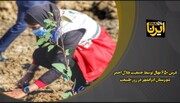 فیلم| غرس ۶۵۰ نهال توسط جمعیت هلال احمر ایرانشهر