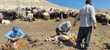 فیلم/ آیین پشم‌چینی سنتی گوسفندان در گچساران