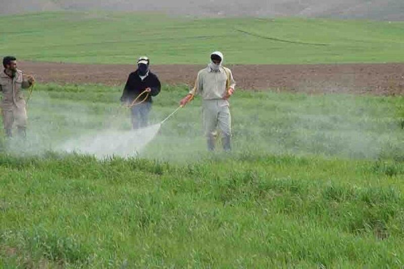 مبارزه با عوامل خسارت رسان به غلات در حدود ۸۰۰ هکتار از مزارع گناباد انجام شد