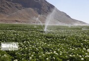 کشت دوم محصولات کشاورزی در مغان ممنوع شد