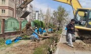 پاسخ شهرداری منطقه هفت به شایعه قطع درختان در بزرگراه صیاد شیرازی