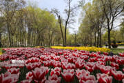 Festival de tulipanes en el parque Melat en Mashhad