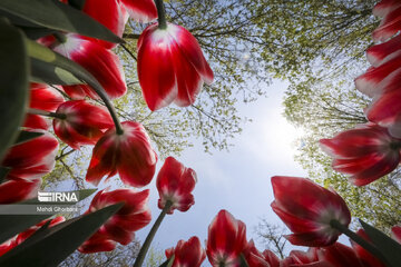 Festival de tulipanes en el parque Melat en Mashhad