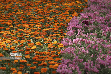 Festival de tulipanes en el parque Melat en Mashhad