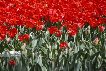 Festival de tulipanes en el parque Melat en Mashhad