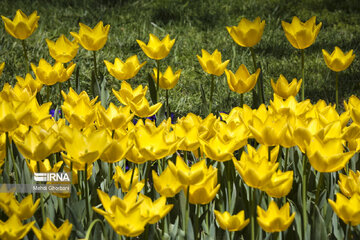 Festival de tulipanes en el parque Melat en Mashhad