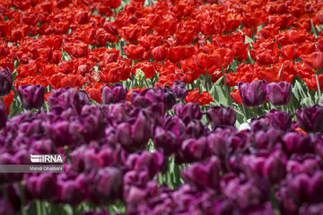 Festival de tulipanes en el parque Melat en Mashhad