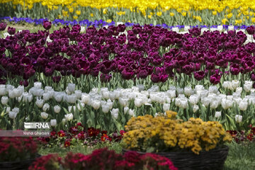 Festival de tulipanes en el parque Melat en Mashhad