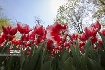 Festival de tulipanes en el parque Melat en Mashhad