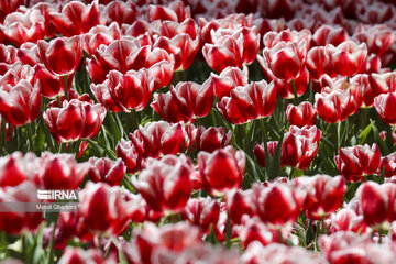 Festival de tulipanes en el parque Melat en Mashhad