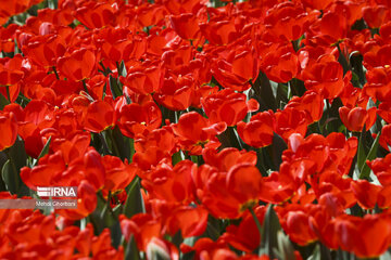 Festival de tulipanes en el parque Melat en Mashhad