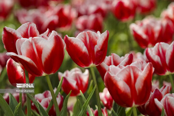 Festival de tulipanes en el parque Melat en Mashhad