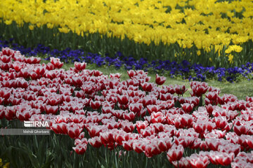 Festival de tulipanes en el parque Melat en Mashhad