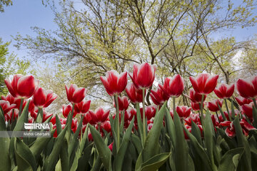 Festival de tulipanes en el parque Melat en Mashhad